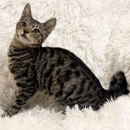 Enlarge Madoc, a Adopted Domestic Short Hair in Boston, MA image 5/6