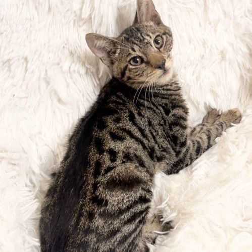 Enlarge Madoc, a Adopted Domestic Short Hair in Boston, MA image 6/6