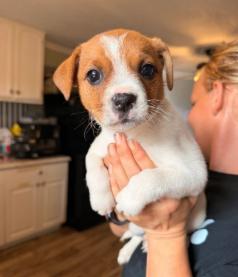 Enlarge Suzie Q, a ADOPTABLE mixed breed in Kalamazoo, MI image 1/1