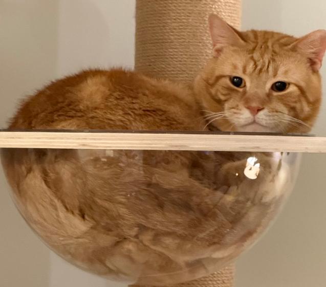 Chester, a ADOPTABLE American Shorthair in Union City, NJ image 2/5