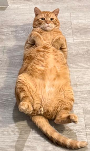 Chester, a ADOPTABLE American Shorthair in Union City, NJ image 4/5