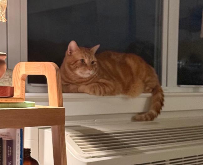 Chester, a ADOPTABLE American Shorthair in Union City, NJ image 3/5