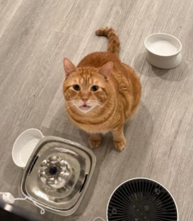 Chester, a ADOPTABLE American Shorthair in Union City, NJ image 5/5