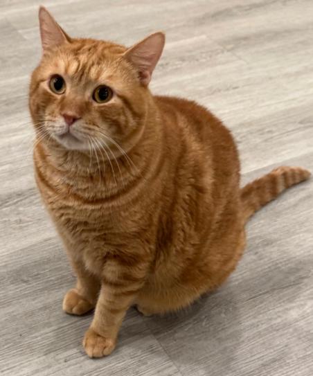 Chester, ADOPTABLE, Adult Male American Shorthair.