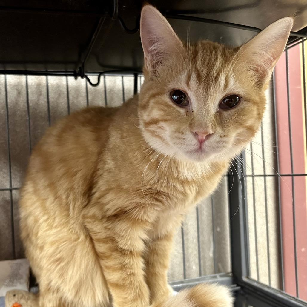 Harper is at Petsmart, Adoptable, Young Female Domestic Short Hair.