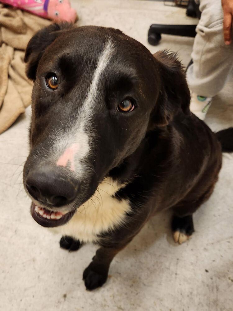 Enlarge Zorillito, a Adoptable mixed breed in Lancaster, CA image 1/6