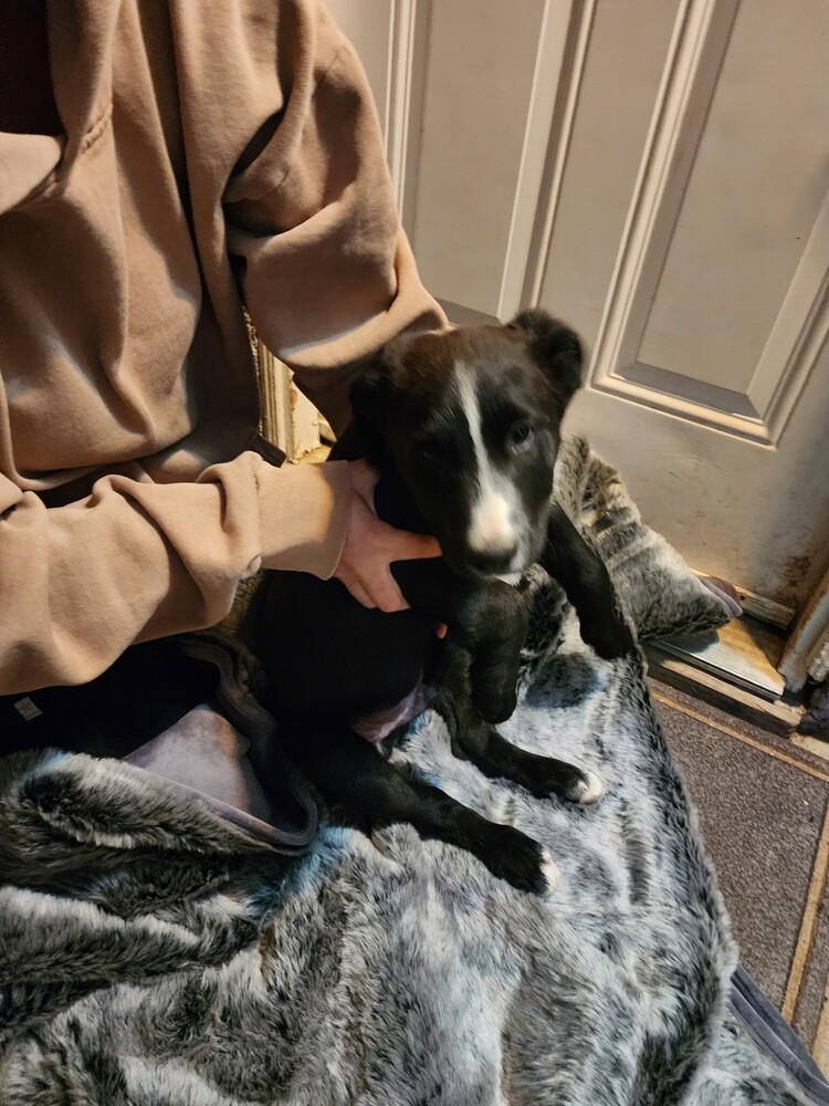 Enlarge Zorillito, a Adoptable mixed breed in Lancaster, CA image 1/2