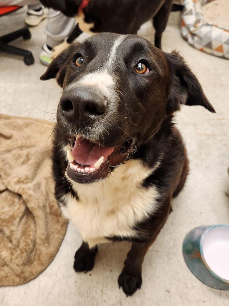 Zorillito, Adoptable, Young Male Shepherd.