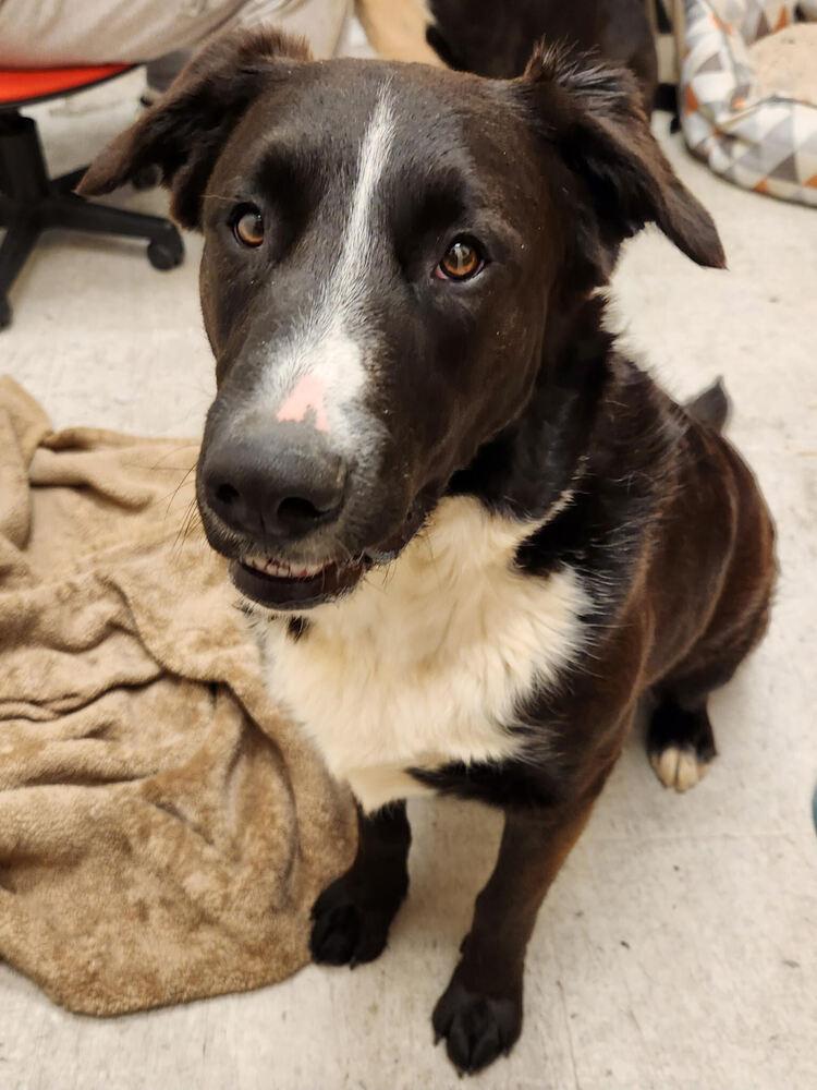 Enlarge Zorillito, a Adoptable mixed breed in Lancaster, CA image 3/6