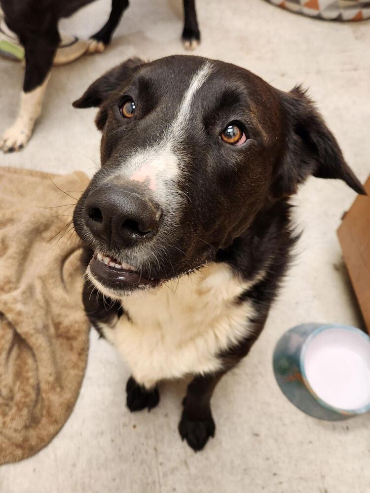 Enlarge Zorillito, a Adoptable mixed breed in Lancaster, CA image 4/6