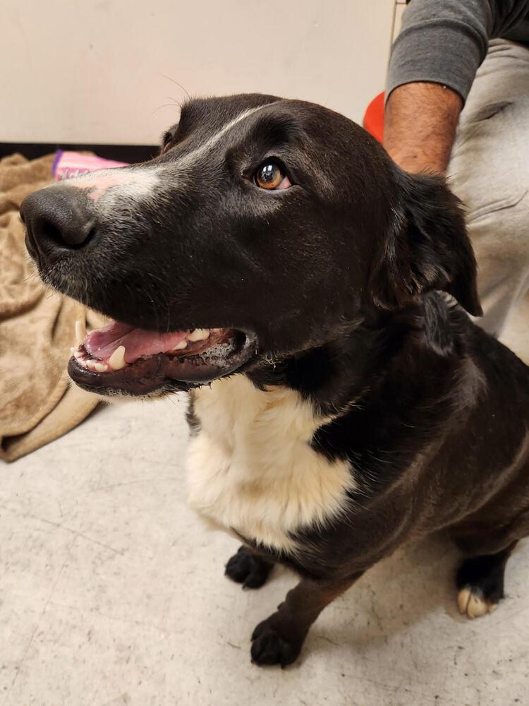 Enlarge Zorillito, a Adoptable mixed breed in Lancaster, CA image 5/6