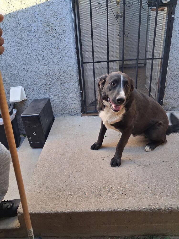 Zorillito, a Adoptable mixed breed in Lancaster, CA image 4/6