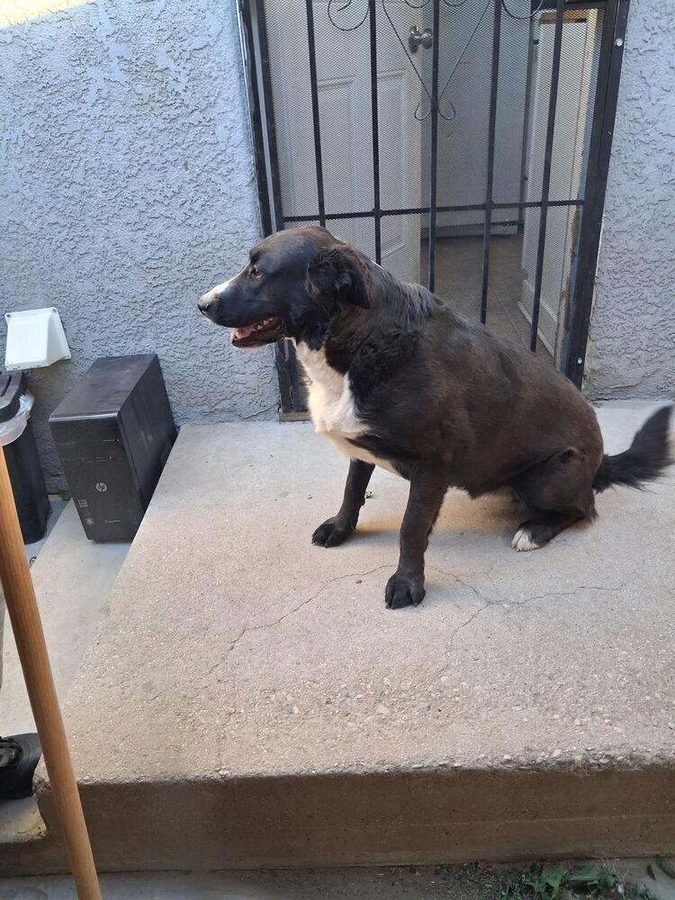 Zorillito, a Adoptable mixed breed in Lancaster, CA image 5/6