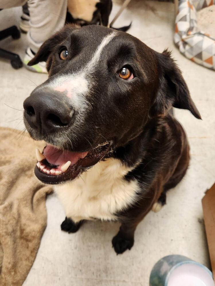 Enlarge Zorillito, a Adoptable mixed breed in Lancaster, CA image 6/6