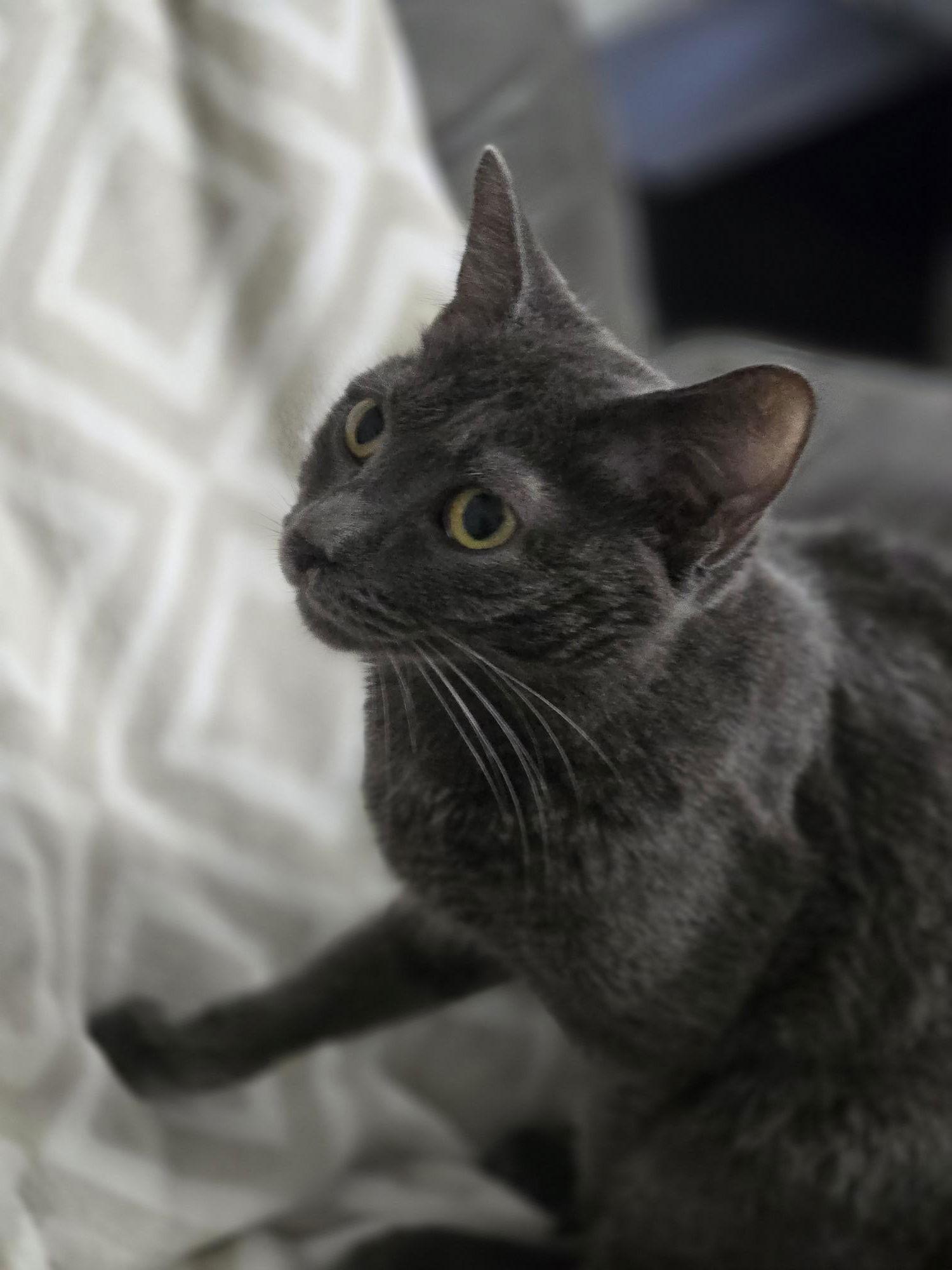 BABY BOY, Adoptable, Young Male Domestic Short Hair.