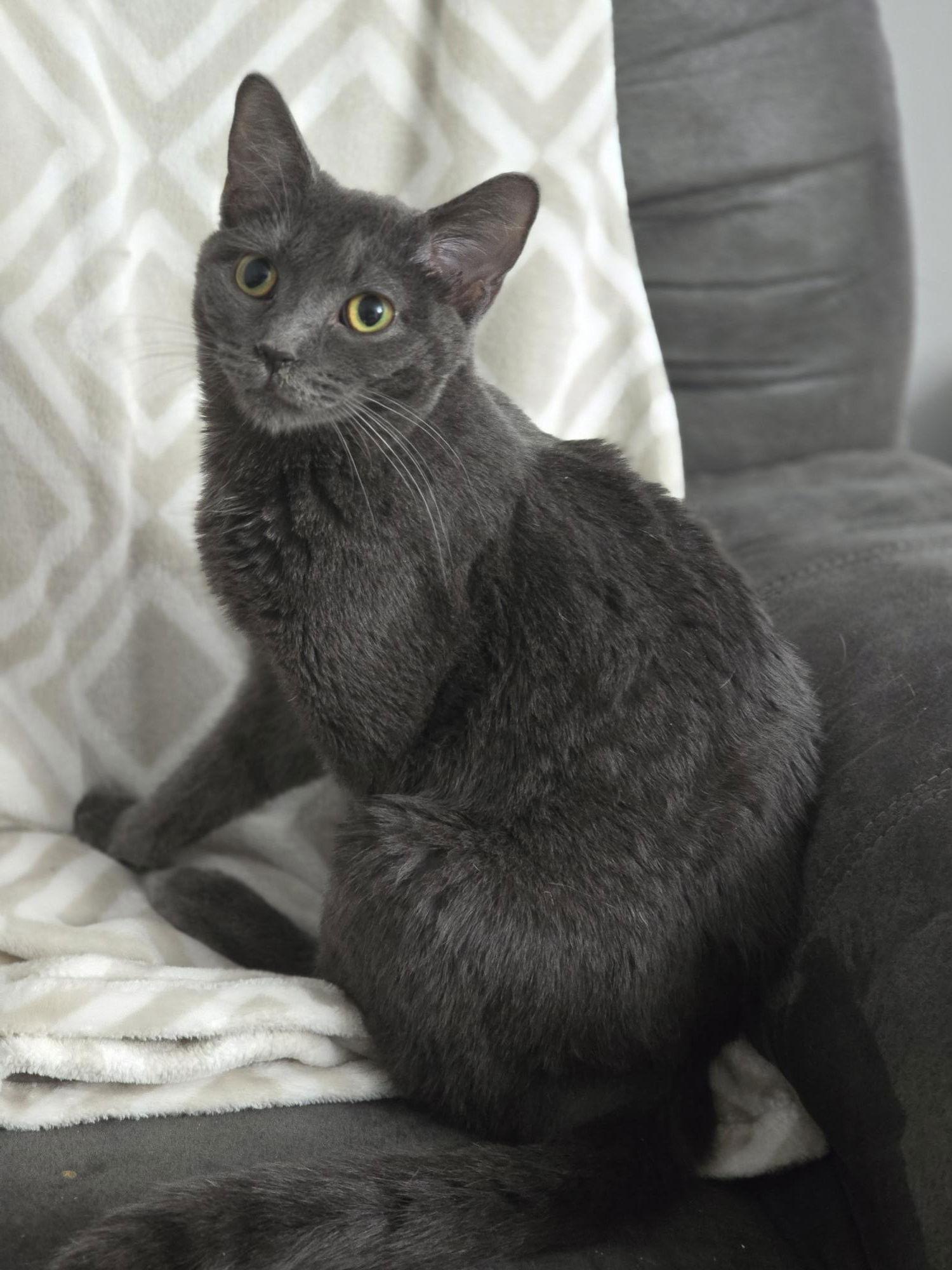 Enlarge BABY BOY, a Adoptable Domestic Short Hair in Capshaw, AL image 2/2