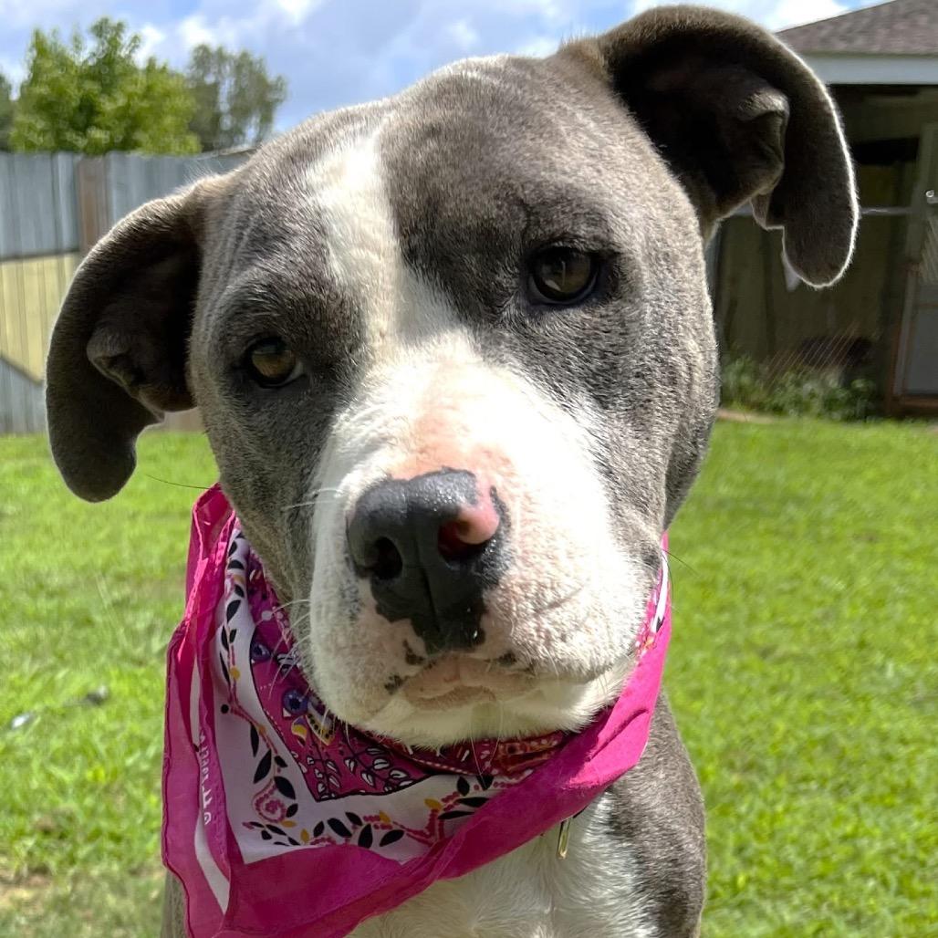 Cookie, Adoptable, Adult Female Pit Bull Terrier.