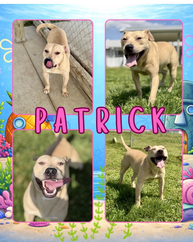 Patrick, Adoptable, Puppy Male Pit Bull Terrier.