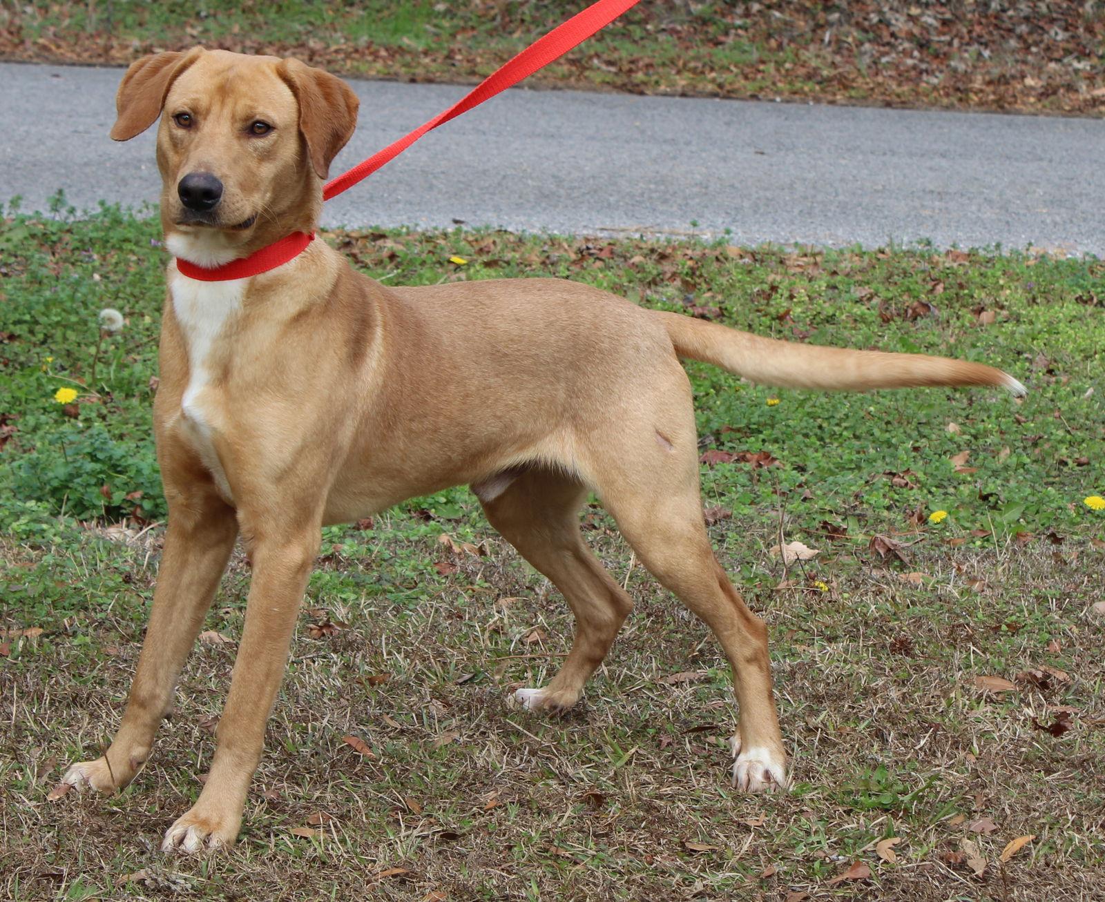 Enlarge Buddy 42928, a Adoptable mixed breed in Prattville, AL image 1/3