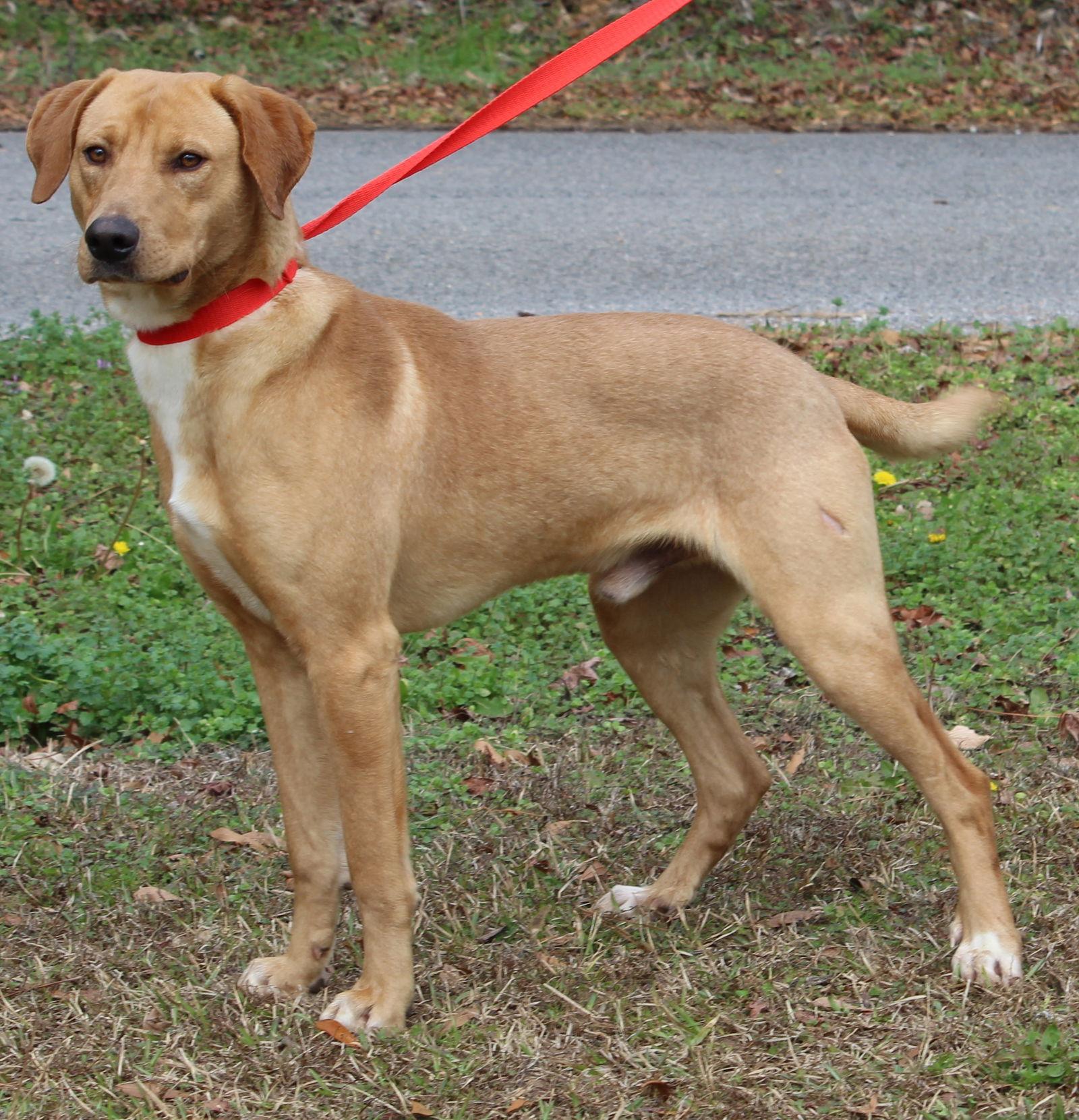 Enlarge Buddy 42928, a Adoptable mixed breed in Prattville, AL image 2/3