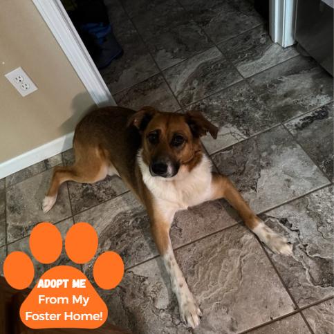 Enlarge Stubby Bob, a Adoptable Mixed Breed in Edwardsville, IL image 1/6