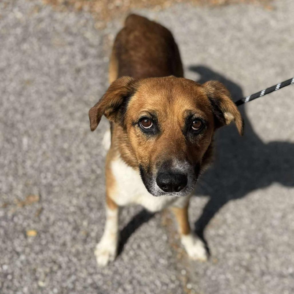 Enlarge Stubby Bob, a Adoptable Mixed Breed in Edwardsville, IL image 2/6