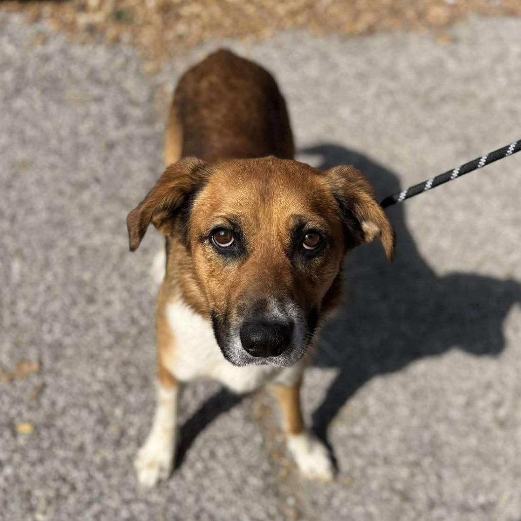 Enlarge Stubby Bob, a Adoptable Mixed Breed in Edwardsville, IL image 3/6