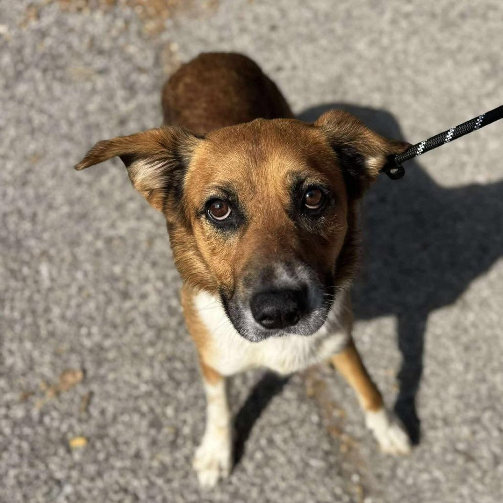 Enlarge Stubby Bob, a Adoptable Mixed Breed in Edwardsville, IL image 4/6