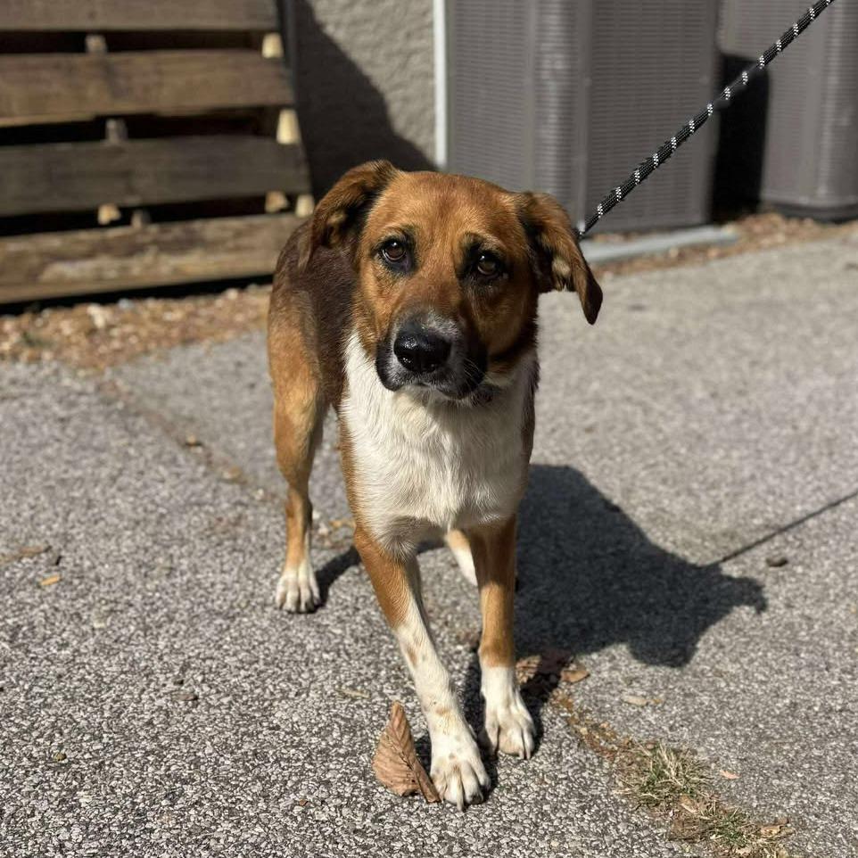 Enlarge Stubby Bob, a Adoptable Mixed Breed in Edwardsville, IL image 5/6