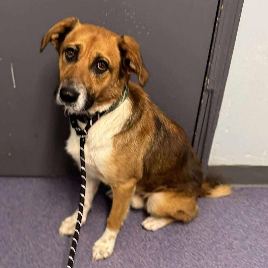 Enlarge Stubby Bob, a Adoptable Mixed Breed in Edwardsville, IL image 6/6