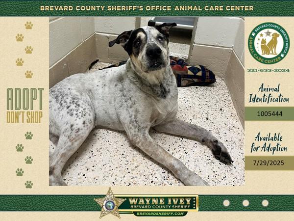 Magnus, Adoptable, Senior Male Mixed Breed.