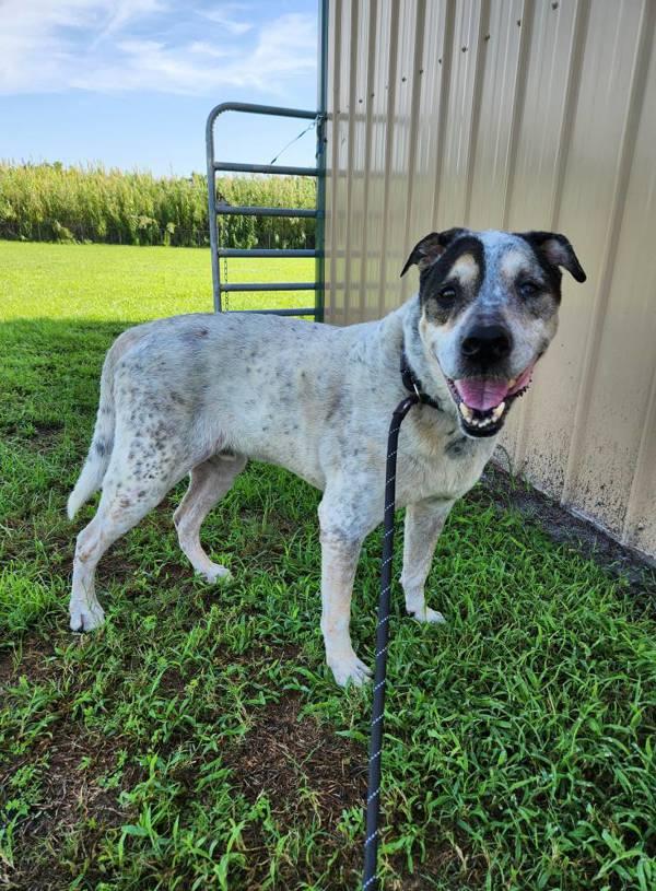 Magnus, Adoptable, Senior Male Mixed Breed.
