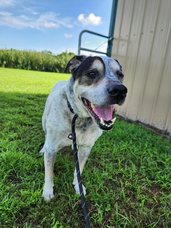 Enlarge Magnus, a Adoptable mixed breed in Melbourne, FL image 1/4