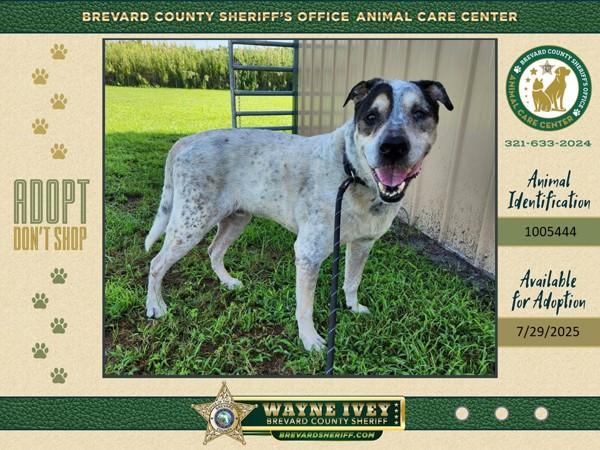 Enlarge Magnus, a Adoptable mixed breed in Melbourne, FL image 2/4