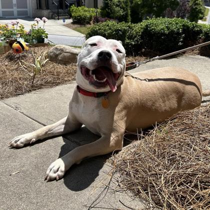 Demi, Adoptable, Senior Female American Staffordshire Terrier & Mixed Breed.