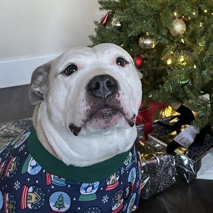 Enlarge Demi, a Adoptable mixed breed in Atlanta, GA image 3/3