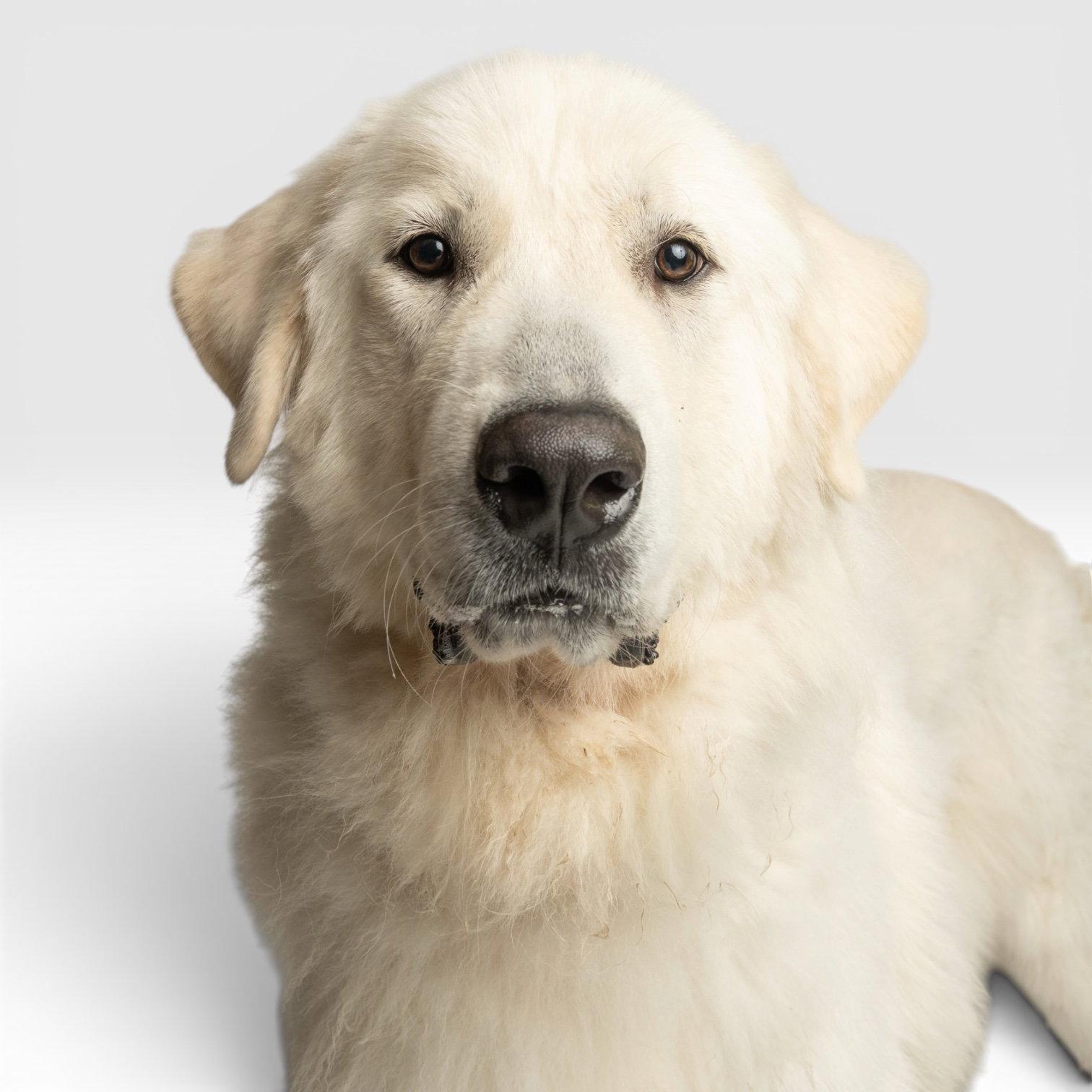 Sultan, Adoptable, Young Male Great Pyrenees.