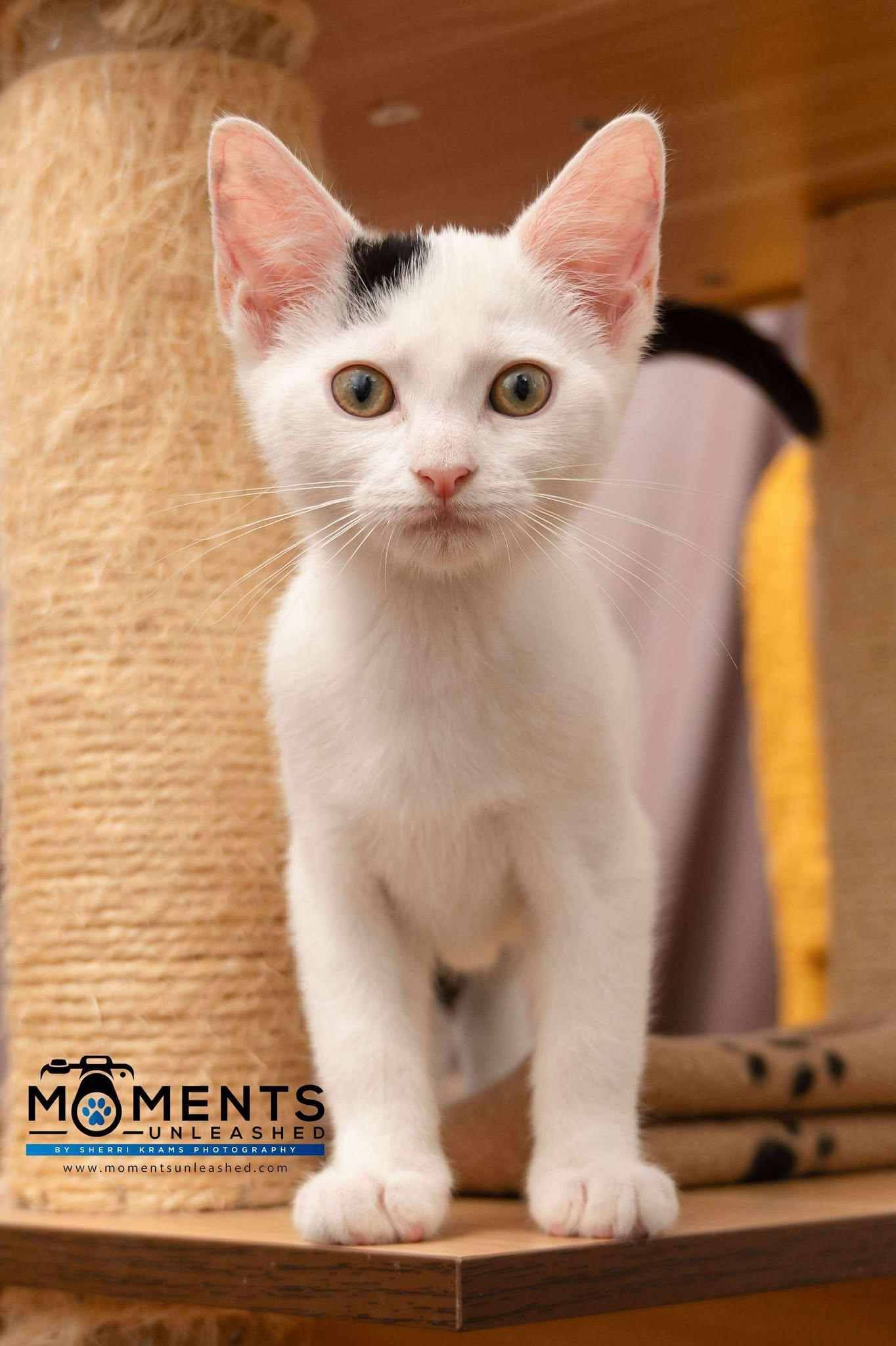 Zig, Baby Female Domestic Short Hair
