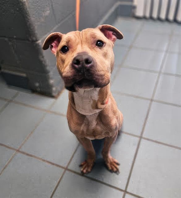 Enlarge SAGUARO, a Adoptable Mixed Breed in Nashville, TN image 2/2