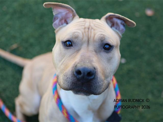Enlarge SAGUARO, a Adoptable Mixed Breed in Nashville, TN image 1/2