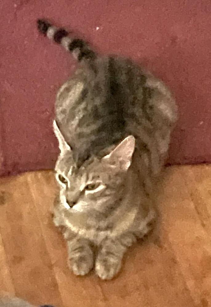 Enlarge Temple, a Adoptable American Shorthair in Hagaman, NY image 1/1