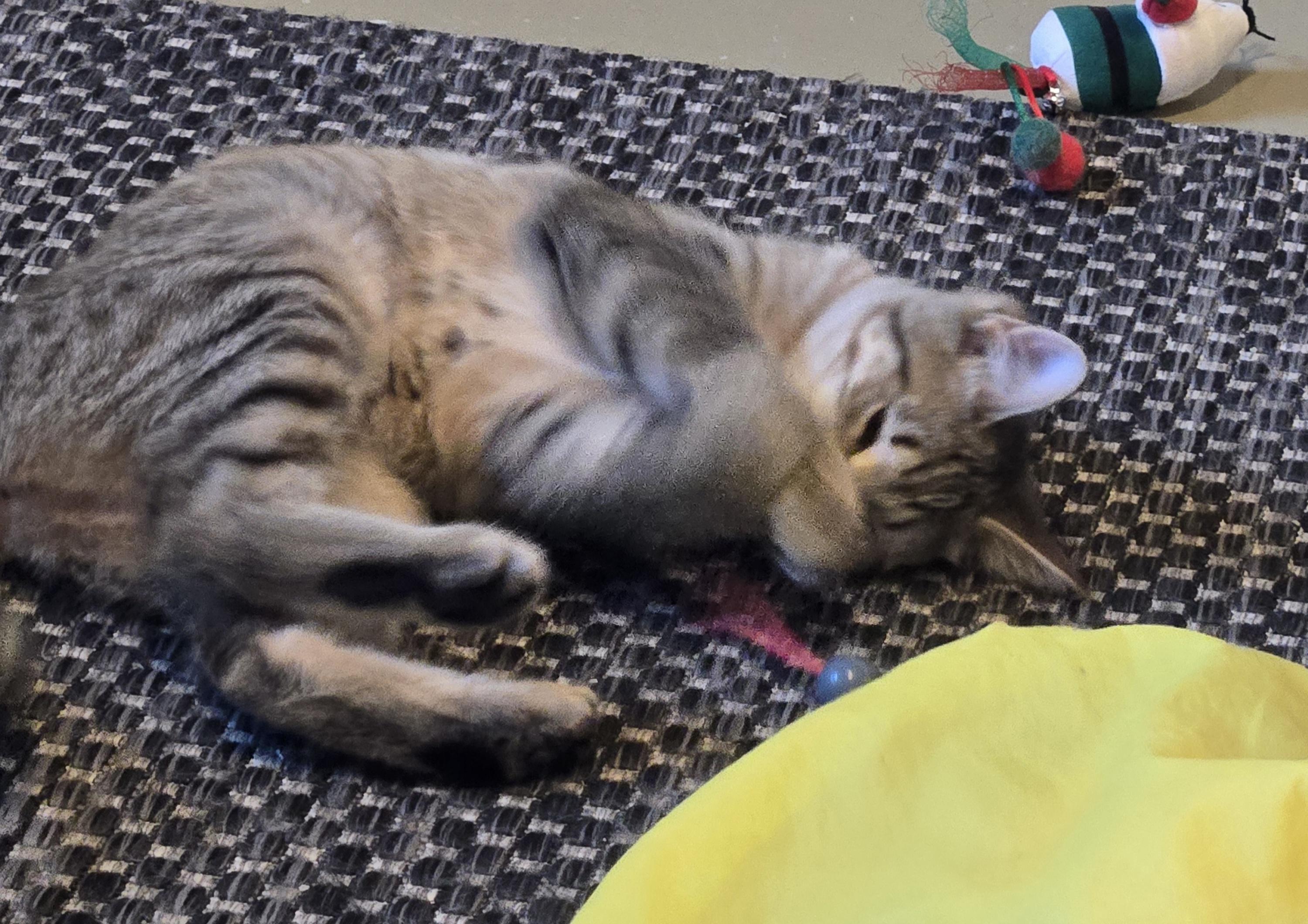 Enlarge Mystic, a Adoptable Domestic Medium Hair in Madison, WI image 4/5