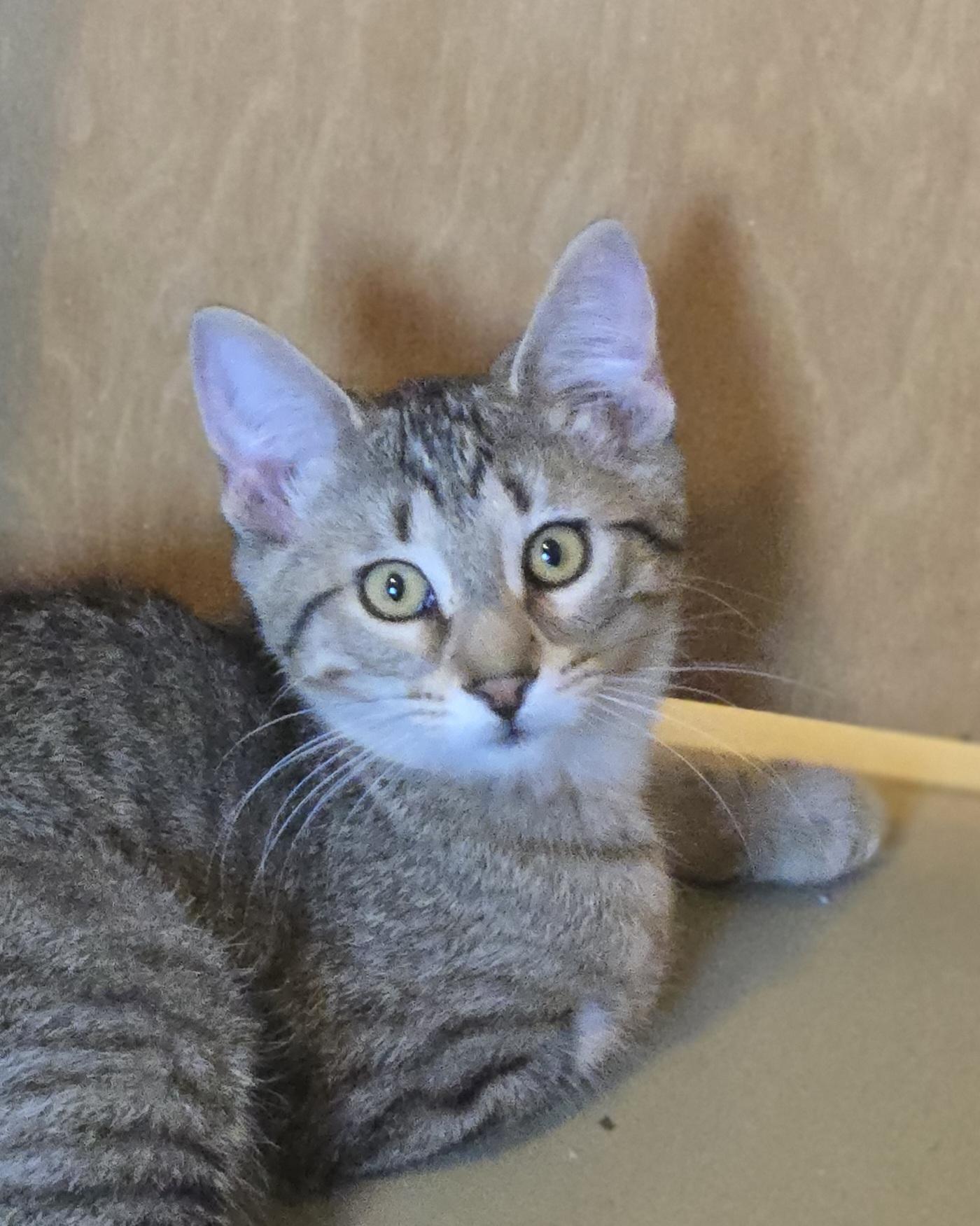 Enlarge Mystic, a Adoptable Domestic Medium Hair in Madison, WI image 2/5