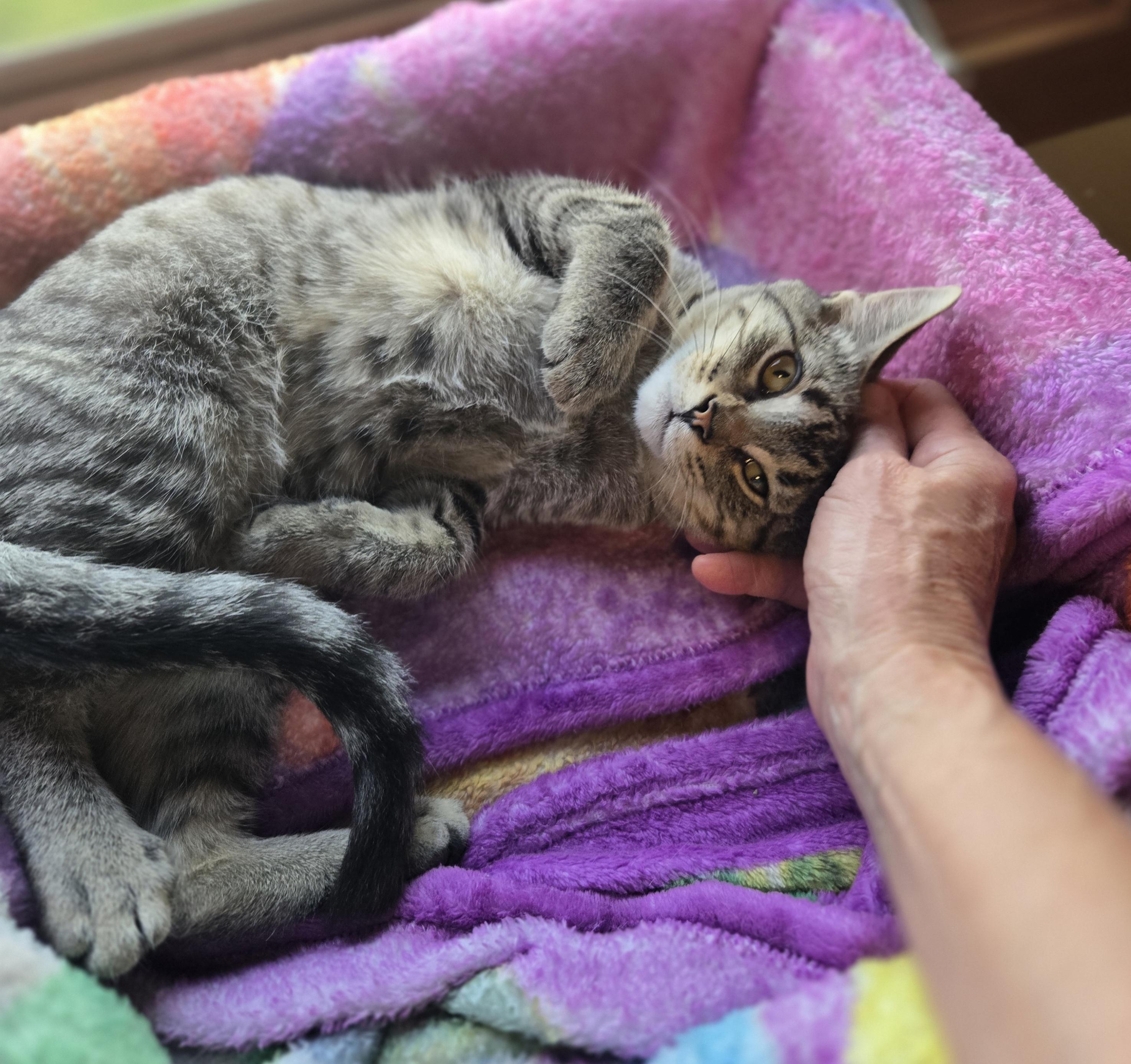 Enlarge Mystic, a Adoptable Domestic Medium Hair in Madison, WI image 1/5