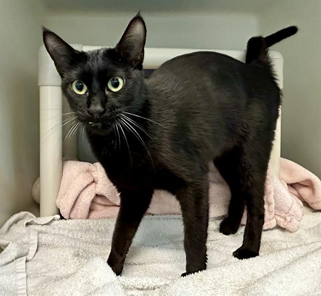 MARIE, Adoptable, Adult Female Domestic Short Hair.