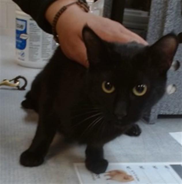 MARIE, Adoptable, Young Female Domestic Short Hair.