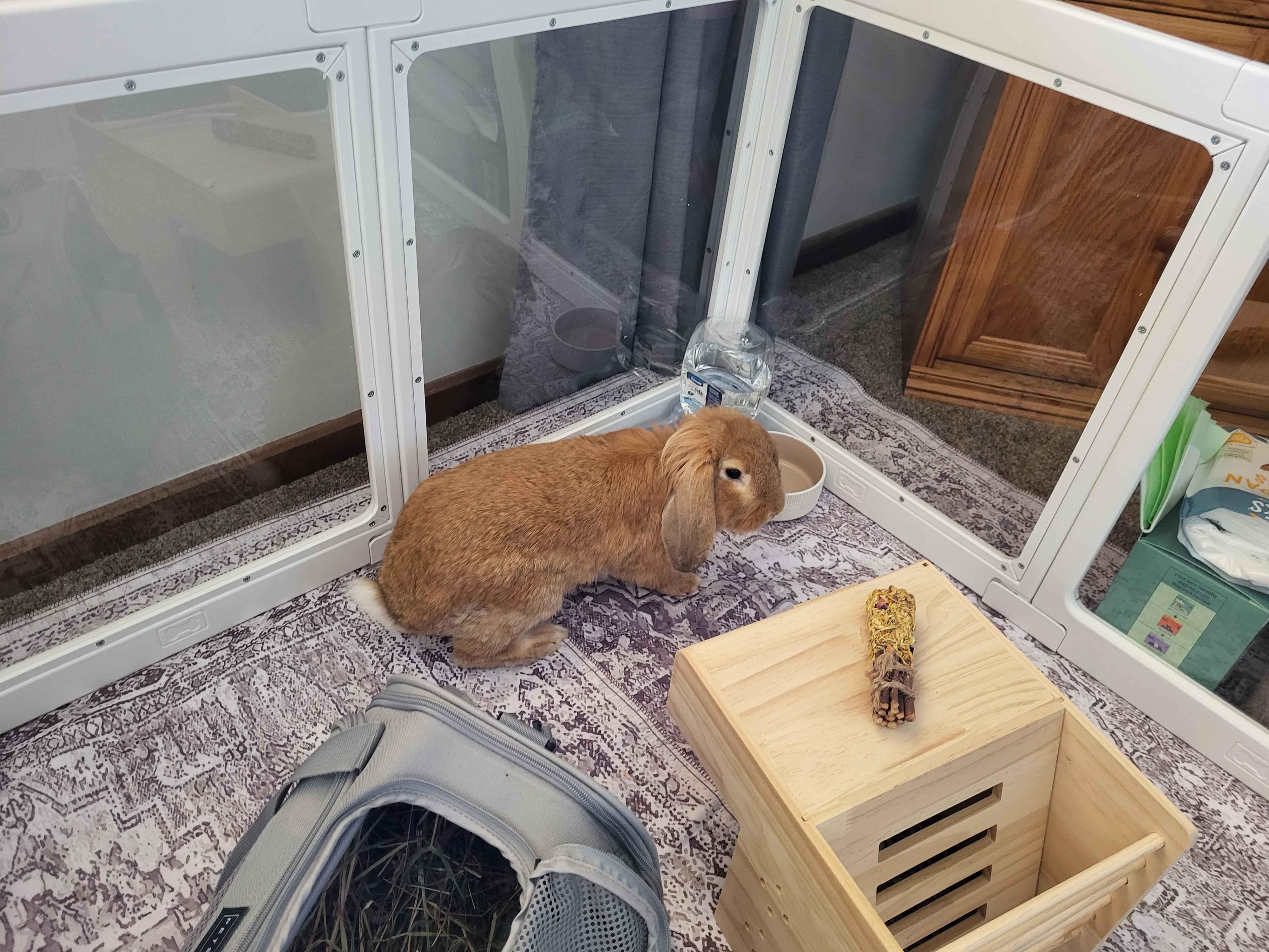 Monty Mole , a ADOPTABLE mixed breed in Canal Fulton, OH image 3/3