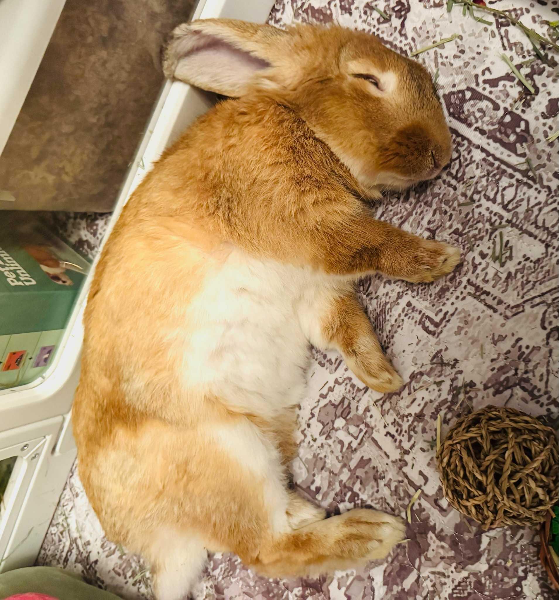 Monty Mole , a ADOPTABLE mixed breed in Canal Fulton, OH image 2/3