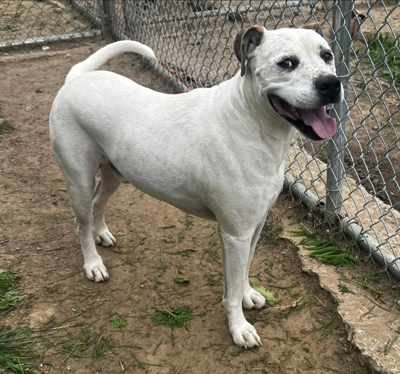 FURBY, Adoptable, Adult Male Pit Bull Terrier.