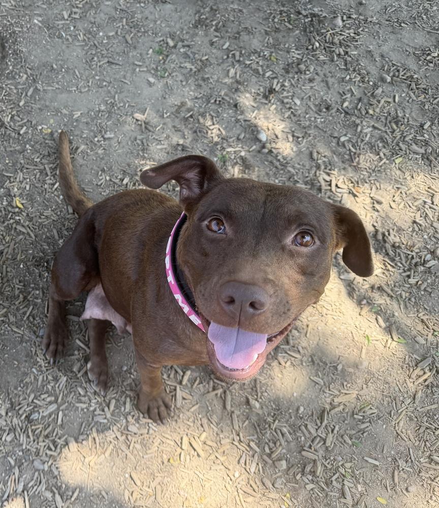 DeFazios / Corona, Adoptable, Adult Female Labrador Retriever & Mixed Breed.